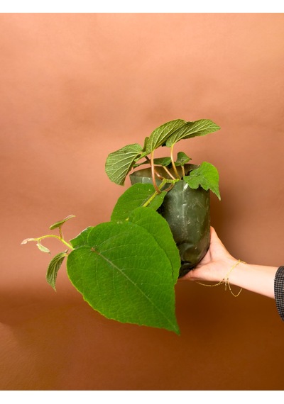 Erkek Kivi Actinidia Deliciosa 16 Cm Tozlayıcı Fidan