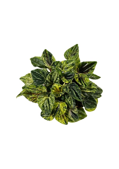 Peperomia Caperata 'buenos Aires' Zümrüt Dalgası Çiçeği