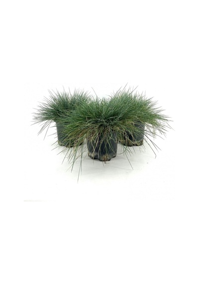 Videolu Natural Mavi Çim Bitkisi Fidanı 3 Adet 25-40 Cm Saksılı Dış Mekan Ağaçları Festuca Glauca