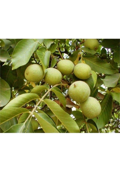 2 Adet Ceviz Fidanı Bodur Salkım Soğuk Iklim Aşılı 2 Yaşında 120 Cm Tüplü 12 Ay Dikim..