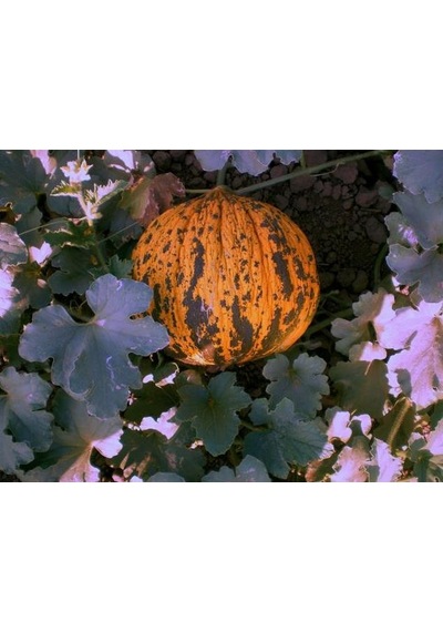 Kırkağaç 637 Kavun Tohumu Altınbaş Kavun Tohumu Kırkağaç637 Tohum 10 Gram