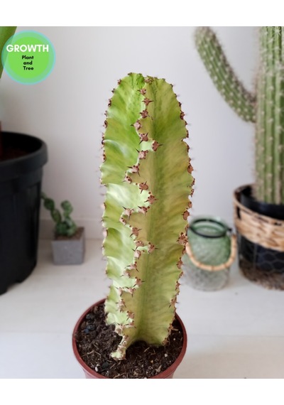 Euphorbia Ammak Kaktüs Ingens Variegata 1 Adet
