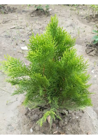 Videolu Bodur Leylandi Fidanı 20 35 Cm 1 Adet Saksılı Cupressoyparis Leylandii Blue Jeans