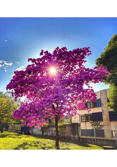 Pavlonya Fidanı / Çin Kavağı Paulownia Tomentosa