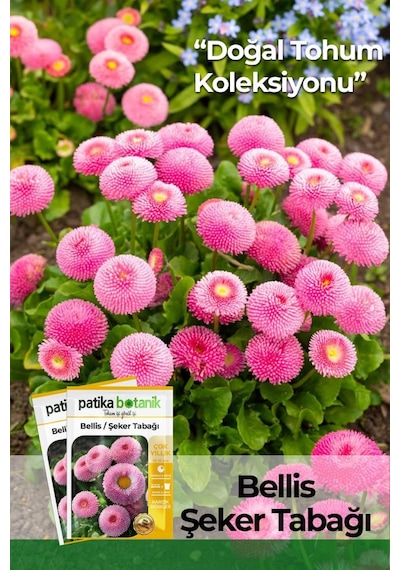 20 Adet Bellis - Şeker Tabağı Tohumu