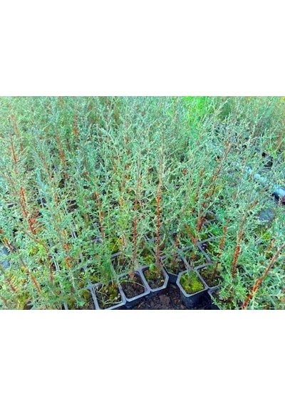 Akdeniz Servisi Cupressus Sempervirens 10 Adet