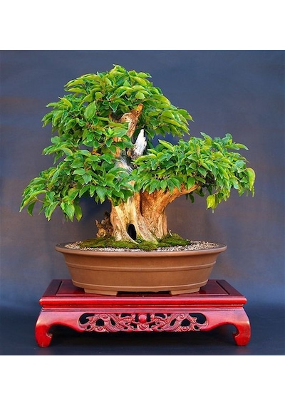 Bodur Bonsai Kızılcık Ağacı Tohumu 5 Tohum+Saksı+Toprak+ To