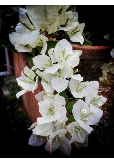 Videolu Beyaz Begonvil Sarmaşığı 60-90 Cm 1 Adet Saksılı Çiçekli Bahçe Teras Bitkisi Bougainvillea