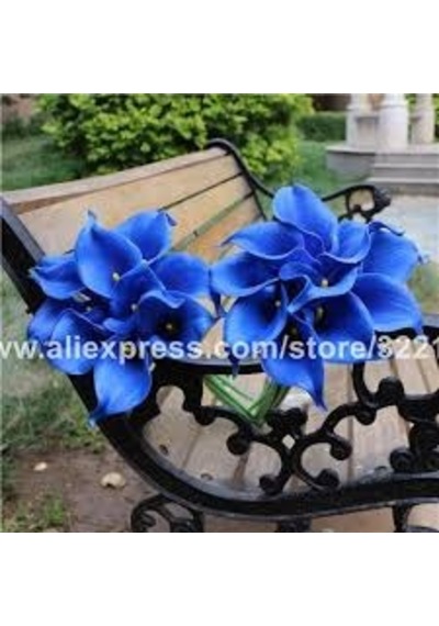 5 Adet Tohum Calla Lily Çiçek Tohumu Afrika Çöl Çiçeği Mavi Lily
