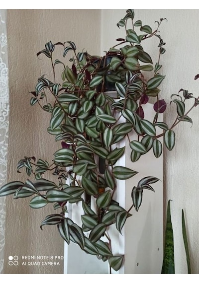 Videolu Alacalı Telgraf Çiçeği 1 Adet Saksılı/ Tüplü15-30cm Ofis Ev Bitkisi Tradescantia Zebrina