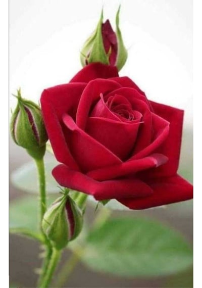 Videolu Yediveren Kırmızı Gül Fidanı 23 35cm Saksılı Aşılı Gül Red Rose