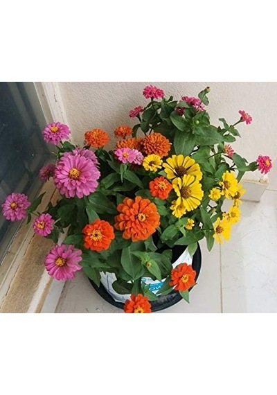 Zinnia Tohumu Zinnia Elegans Diğer