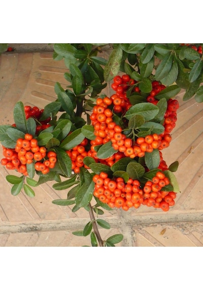Tüplü Ateş Dikeni pyracantha Fidanı