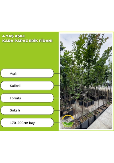 4 Yaş Kara Papaz Erik Fidanı