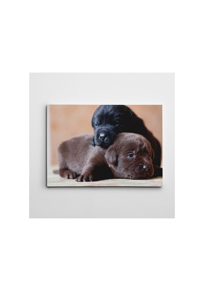 Sevimli Köpekler Kanvas Tablo