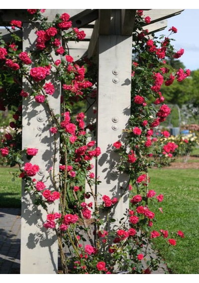 Videolu Pembe Sarmaşik Çardak Gülü 70 120 Cm 1 Adet Saksılı Dış Mekan Sarmaşık Wisteria