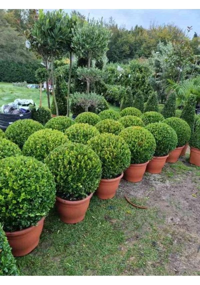 Tüplü Şimşir Buxus Sempervirens Fidanı 30-40 Cm