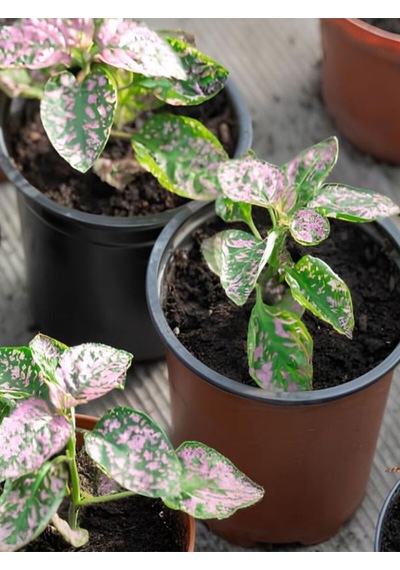 Çilli Pembe Hostes Çiçeği Pembe Renk 1 Adet Saksılı 10-15cm