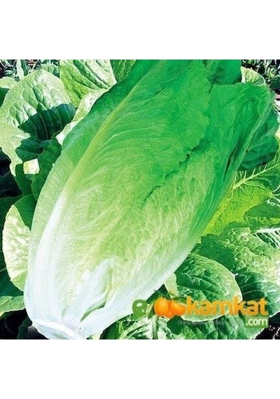 Marul Tohumu Yedikule Kışlık 10 Gr Paket 1 Paket