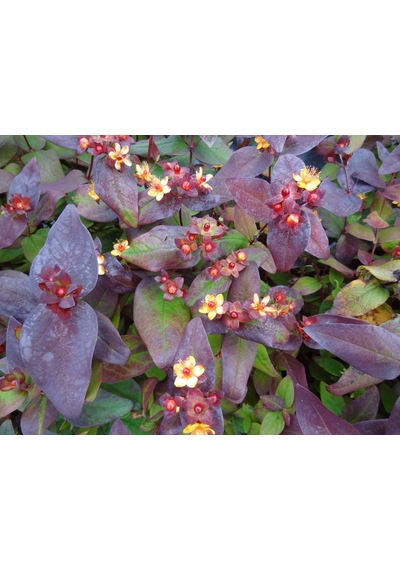 Siyah Kantaron Çalısı 5 Adet - Hypericum Inodorum Magical Black