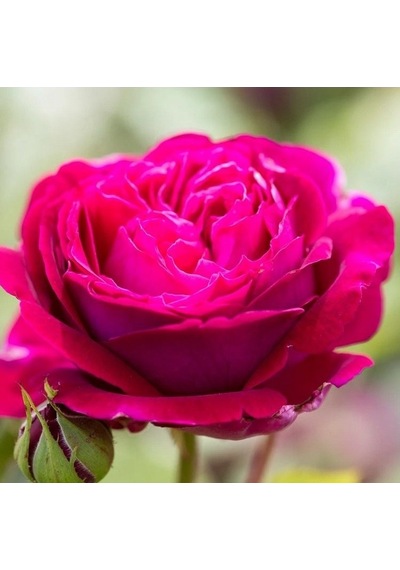 Tüplü Bright Pink Yediveren Yoğun Kokulu Gül Fidanı