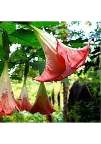 10 Adet Tohum Organik Hobi Bahçe Pembe Angel Trumpet Çiçeği Saksı