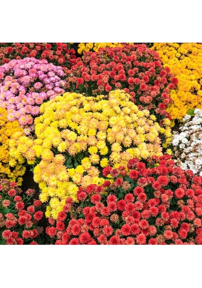 Serada Decor Plant Mezarlık Üstü Çiçekleri 4 Adet Mezar Kabristan Susuzluğa Dayanıklı