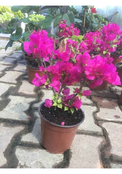 Begonvil Bitkisi Bougainvillea Bahçe Balkon Teras
