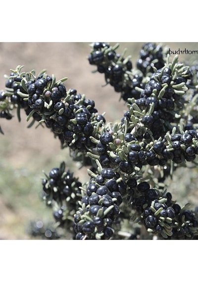 Nadir Siyah Goji Berry Tohumu 5 Adet