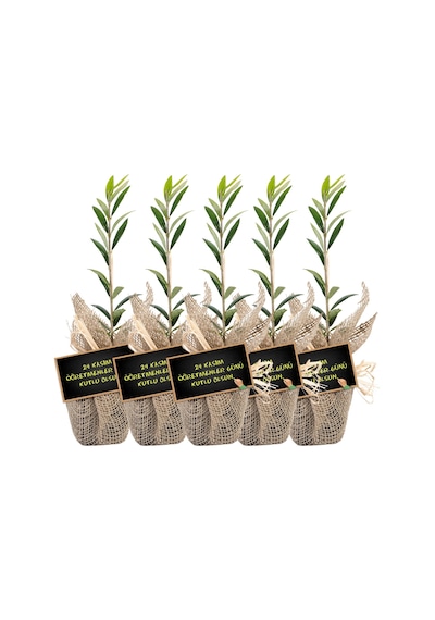 Özel Günlerinizde Ölümsüz Bir . Zeytin Fidanı