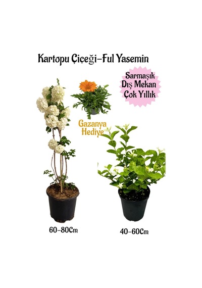 Kartopu Çiçeği 1 Adet+kokulu Ful Yasemin1adet+turuncu Gazanya Hediyeli Saksılı Bahçe Seti