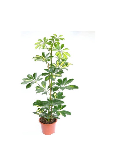 Videolu 5 Parmak Şeflera Bitkisi 60 80 Cm 1 Adet Saksılı Iç Mekan Bitkisi Schefflera