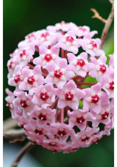 Mum Çiçeği Pembe 15-20 Cm 1.kalite Özel Ürün