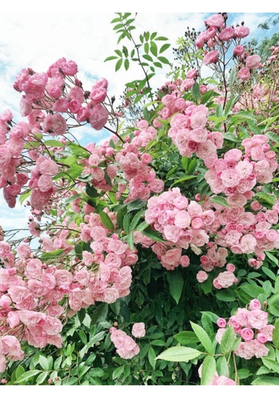 Pembe Sarmaşık Ponpon Gül Fidanı 1 Adet Dış Mekan Bitkisi 35-60 Cm Pink Climbing Rose