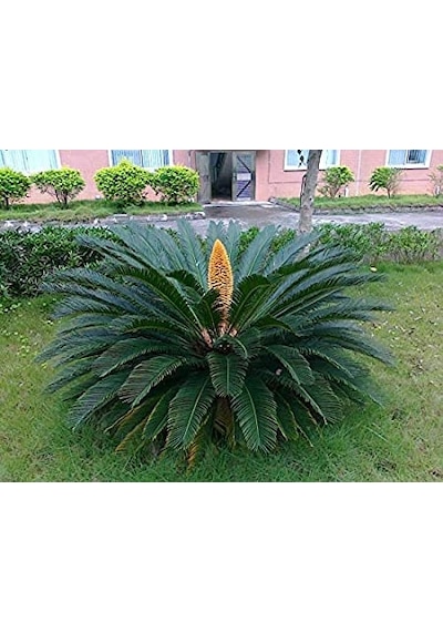 Cycas Tohumu Ekim Seti 3 Tohum Sikas Tohumu +Saksı+Toprak+