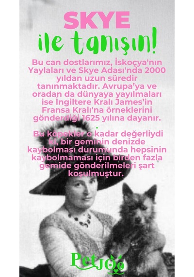 Petjoo 6.Skye Yeşil-Pembe Qr'lı Köpek Künyesi