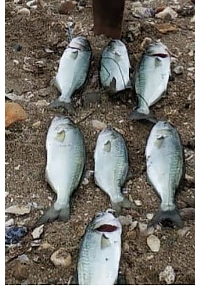 Sardin2 29gr - Sahte Yem Kaşık Rapala - Levrek, Palamut, Lüfer, Ç
