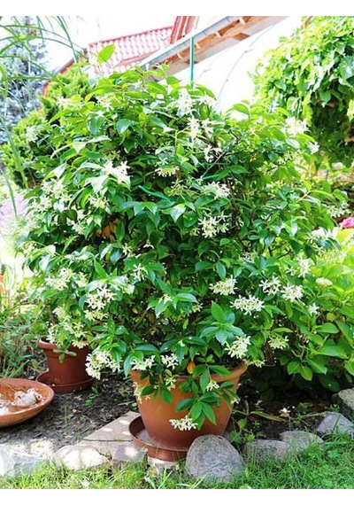 Kokulu Arap Yasemin Çiçeği 1 Adet Saksılı/tüplü 30-60cm