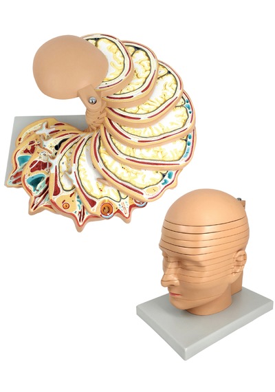 Anatomik Disk Baş Modeli, Gerçek Boyut, 12 Katmanlı - Başın Anatomik Kesit Modeli - Baş Mr Görüntüleme Modeli 01