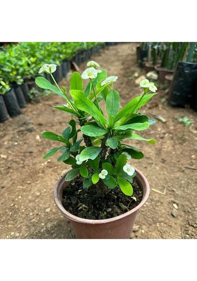 Videolu Milli Dikenler Tacı Çiçeği Beyaz 25 40 Cm Saksılı Mega Boy Euphorbia