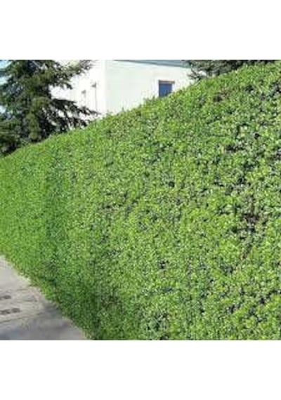Ligustrum Kurtbağrı 10 Adet - Çit Bitkisi