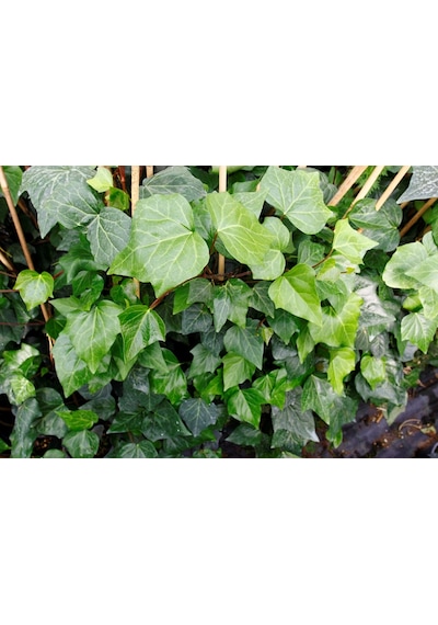 Hedera Sarmaşık 5 Adet 50-100 Cm Sarılıcı Bitki