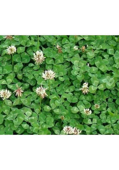 Üçgül Tohumu 250 GR Ak Üçgül Tohumu Trifolium Repens Aküçgül