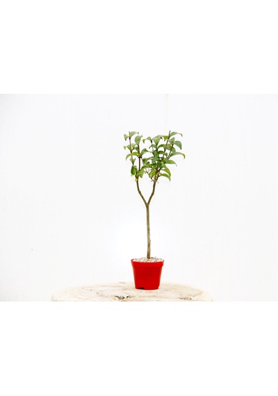 Bonsai Ligustrum Japonicum - Hediyelik Kırmızı Saksıda
