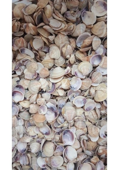 Küçük Deniz Kabuğu Süs Dekoratif Akvaryum Süsleme 100 Gr