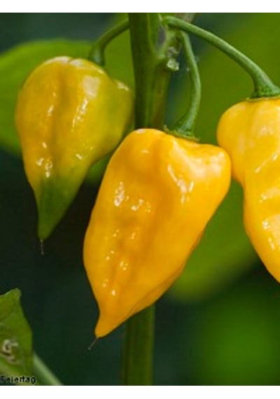 Habanero Lemon Pepper / 350.000 Scoville - Gerçek Taze Acı Biber