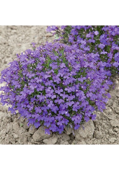Dashing Look Lobelia Erinus 'crystal Palace' Çiçek Tohumu Th-thmcmthm726