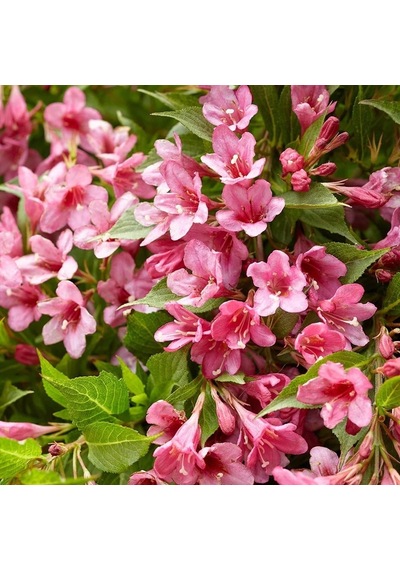 Saksıda Güzellik Çalısı Pembe Çiçekli Abelya abelia