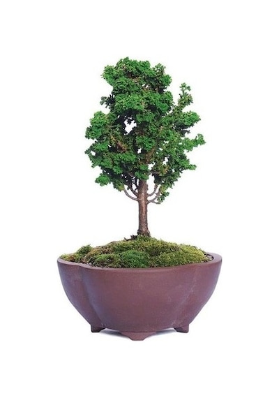 Mavi Selvi Bonzai Ağacı Tohumu 5 Tohum + Bonsai Tohumu