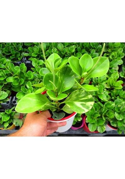 Peperomia - Ofis Ve Salon Bitkisi